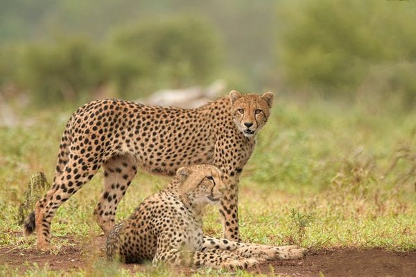 Quels sont les meilleurs spots pour observer les guépards dans le parc national du Serengeti, Tanzanie : conseils et périodes ?